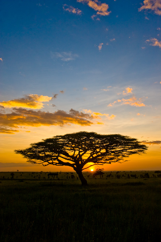 Sunrise Behind Acacia